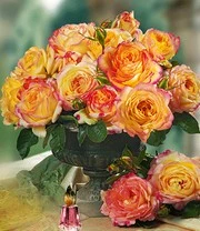 Parfumroos 'Mitsouko®' 2 Parfumroos 'Mitsouko®' - Afbeelding 2