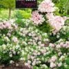 Rododendron 'Nugget By Bloombux®'