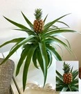 Ananasplant 'Corona'