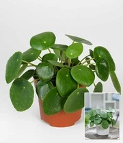 Pannekoekenplant 2 Pannekoekenplant - Afbeelding 2