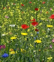 Wilde Bloemen Gras 3 Wilde Bloemen Gras - Afbeelding 3