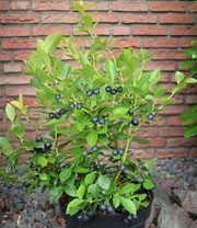 Nieuwe Producten -Bloesemseizoen 9026100035614