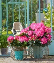 Rododendron XXL® 3 Rododendron XXL® - Afbeelding 3