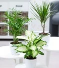 Kamerplanten Collectie 'Classic'