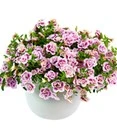 Calibrachoa Mix Petunia 'Double PinkTastic® & Double Red®' 3 Calibrachoa Mix Petunia 'Double PinkTastic® & Double Red®' - Afbeelding 3