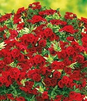 Nieuwe Producten -Bloesemseizoen 9033031974942