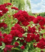 Ramblerroos 'Chevy Chase' 1 Ramblerroos 'Chevy Chase'