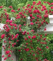 Ramblerroos 'Chevy Chase' 2 Ramblerroos 'Chevy Chase' - Afbeelding 2