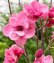 Nieuwe Producten -Bloesemseizoen 9037819707422