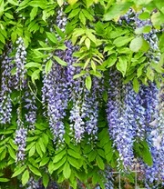 Nieuwe Producten -Bloesemseizoen 9038200832030