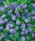 Ceanothus 'Blue Mound'