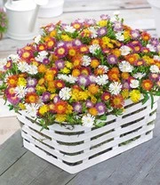 Winterharde Ijsbloemen 'Wheels Of Wonder®' 8 Winterharde Ijsbloemen 'Wheels Of Wonder®' - Afbeelding 8