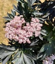 Nieuwe Producten -Bloesemseizoen 9038270922782