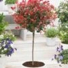 Groenblijvende Photinia Stammetje 'Little Red Robin'