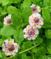 Lippia Summer Pearls® Collectie Roze En Wit 3 Lippia Summer Pearls® Collectie Roze En Wit - Afbeelding 3