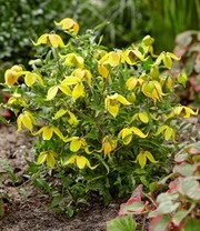 Clematis 'Little Lemons®' In Een 3-liter XXL-pot 4 Clematis 'Little Lemons®' In Een 3-liter XXL-pot - Afbeelding 4