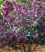 Nieuwe Producten -Bloesemseizoen 9039191441438