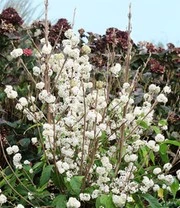 Schoonvrucht 'Magical Snowstar' 3 Schoonvrucht 'Magical Snowstar' - Afbeelding 3