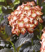 Tuinhortensia 'Light My Fire®' 3 Tuinhortensia 'Light My Fire®' - Afbeelding 3