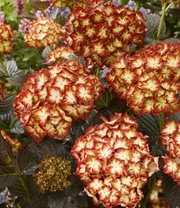 Tuinhortensia 'Light My Fire®' 4 Tuinhortensia 'Light My Fire®' - Afbeelding 4