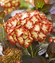 Tuinhortensia 'Light My Fire®' 5 Tuinhortensia 'Light My Fire®' - Afbeelding 5