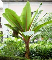 Bananen Collectie 4 Bananen Collectie - Afbeelding 4